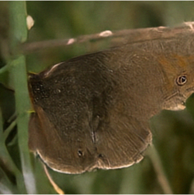 Butterfly sample without guidance