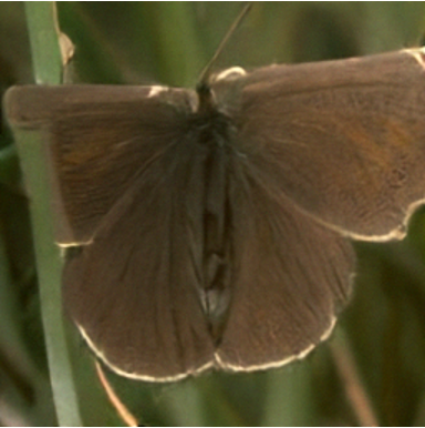 Butterfly sample with Persistence Guidance