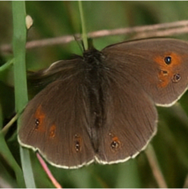Butterfly sample with classifier-free guidance