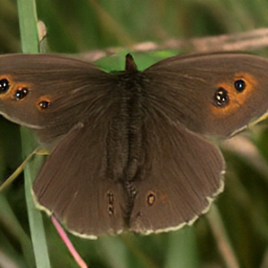 Butterfly sample with combined classifier-free and Persistence Guidance