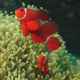 Generated clownfish