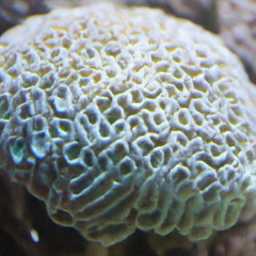 Generated coral