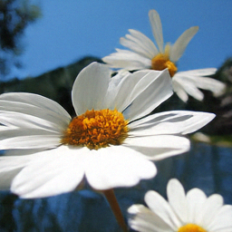 Generated daisies