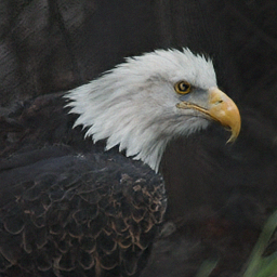 Generated eagle