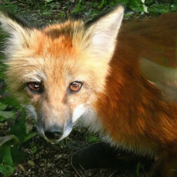 Generated fox