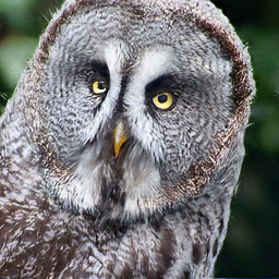 Generated owl
