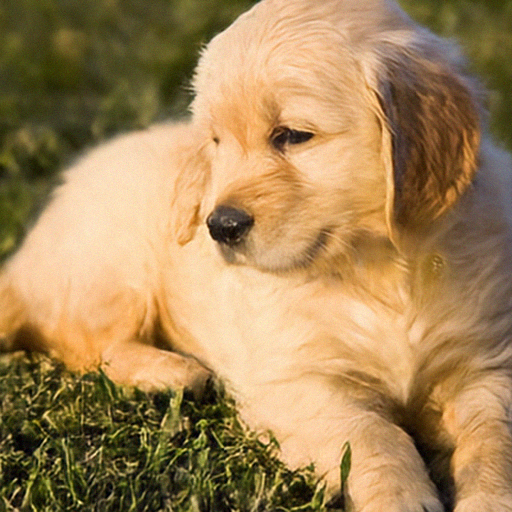 Generated golden puppy