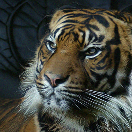 Generated tiger